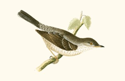バードワーブラー、チャールズロバートブリー（1811-86）による「イギリスの島々では観察されないヨーロッパの鳥の歴史」のイラスト出版1867 作： English School
