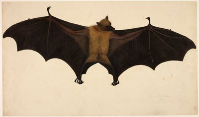 フランシス・ブキャナン・コレクションのバット、1804年頃（紙に水彩とグワッシュ） 作： English School