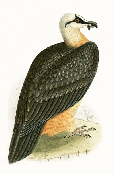 ひげを生やしたハゲワシ、チャールズロバートブリー（1811-86）による「イギリス諸島では観察されないヨーロッパの鳥の歴史」のイラスト、1867年 作： English School