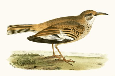 チャールズロバートブリー（1811-86）による「イギリスの島々では観察されないヨーロッパの鳥の歴史」からのイラスト 作： English School