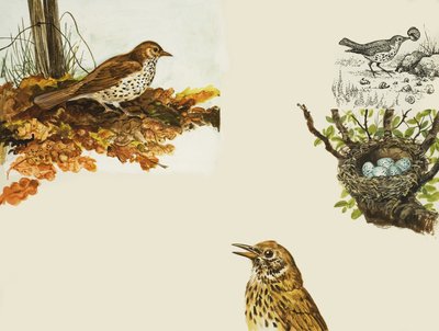 鳥と鳥の巣 作： English School