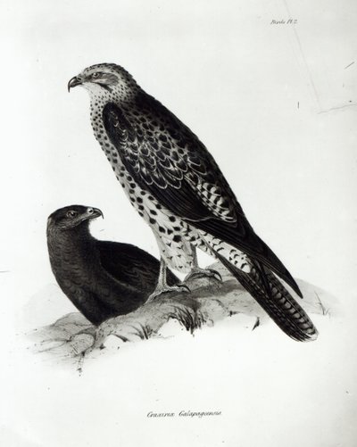 チャールズダーウィンによる「HMSビーグルの航海の動物学、1832-36」の猛禽、プレート2 作： English School
