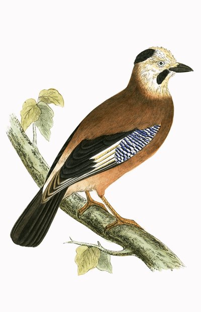 ブラックヘッドジェイ、チャールズロバートブリー（1811-86）による「イギリス諸島では観察されないヨーロッパの鳥の歴史」のイラスト、1867年発行 作： English School