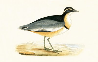 黒い頭のチドリ、チャールズロバートブリー（1811-86）による「イギリス諸島では観察されないヨーロッパの鳥の歴史」のイラスト、1867年公開 作： English School
