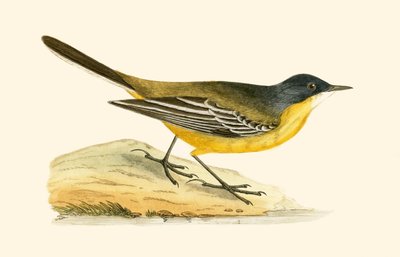 黒頭のハクセキレイ、チャールズロバートブリー（1811-86）による「イギリス諸島では観察されないヨーロッパの鳥の歴史」のイラスト、1867年発行 作： English School