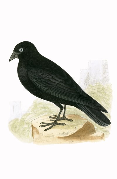チャールズロバートブリー（1811-86）による「イギリスの島々では観察されないヨーロッパの鳥の歴史」からのイラスト、1867年に公開されたブラックジャックドー 作： English School