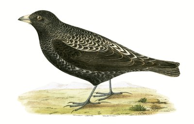 チャールズロバートブリー（1811-86）による「イギリス諸島では観察されないヨーロッパの鳥の歴史」からのイラスト、1867年に公開されたブラックラーク 作： English School