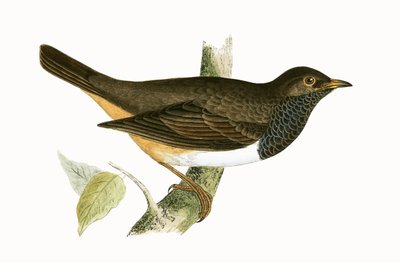 チャールズロバートブリー（1811-86）による「イギリスの島々では観察されないヨーロッパの鳥の歴史」からのイラスト 作： English School