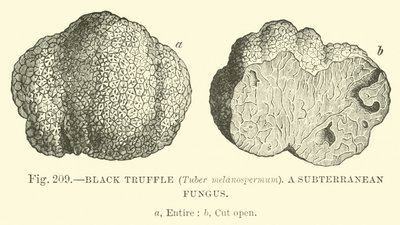 黒トリュフ（Tuber melanospermum）;地下菌 作： English School