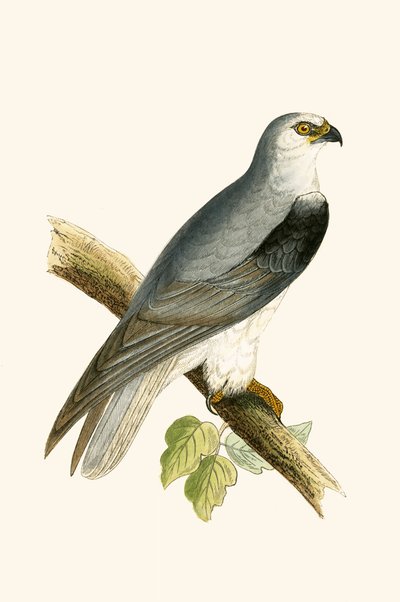 チャールズロバートブリー（1811-86）による「イギリスの島々では観察されないヨーロッパの鳥の歴史」からのイラスト、1867年に出版された黒い翼のある凧 作： English School