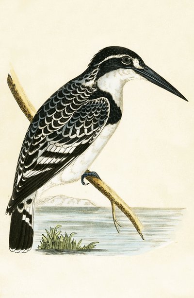 黒と白のカワセミ、チャールズロバートブリー（1811-86）による「イギリスの島々では観察されないヨーロッパの鳥の歴史」のイラスト、1867年公開 作： English School