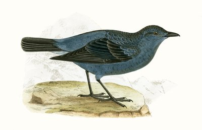 ブルースラッシュ、チャールズロバートブリー（1811-86）による「イギリスの島々では観察されないヨーロッパの鳥の歴史」のイラスト、1867年公開 作： English School
