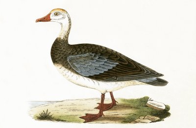 青い翼のあるガチョウ、チャールズロバートブリー（1811-86）による「イギリス諸島では観察されないヨーロッパの鳥の歴史」のイラスト、1867年発行 作： English School
