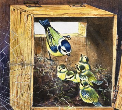 Bluetits 作： English School
