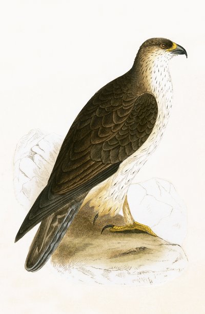 Bonelli&39;s Eagle、チャールズロバートブリー（1811-86）による「イギリス諸島では観察されないヨーロッパの鳥の歴史」のイラスト、1867年発行 作： English School