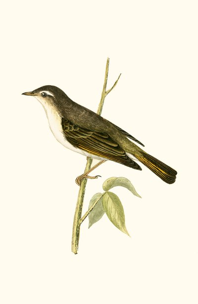 Bonelliのウグイス、チャールズロバートブリー（1811-86）による「イギリス諸島では観察されなかったヨーロッパの鳥の歴史」のイラスト、1867年に公開（カラーリソ） 作： English School