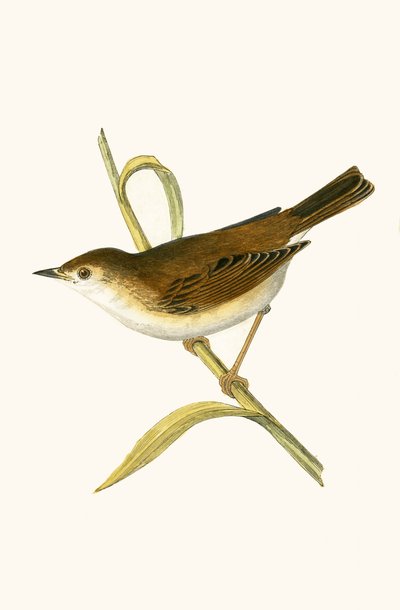 チャールズロバートブリー（1811-86）による「イギリスの島々では観察されないヨーロッパの鳥の歴史」からのイラスト、1867年に出版されたリードワーブラー 作： English School