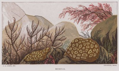 Botrylli (カラーリソ) 作： English School