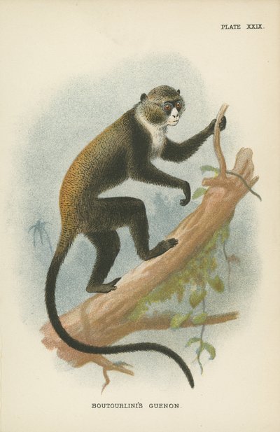 Boutourlinis Guenon 作： English School