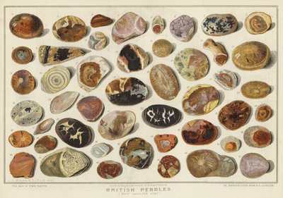 イギリスの小石（chromolitho 作： English School