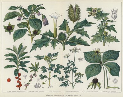 英国の有毒植物 (カラーリソ) 作： English School