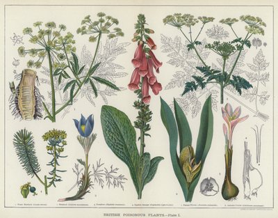 英国の有毒植物 (カラーリソ) 作： English School