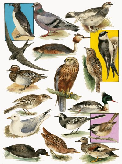 イギリスの鳥 作： English School