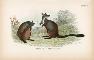 Brush-Tailed Rock-Wallaby 作： English School