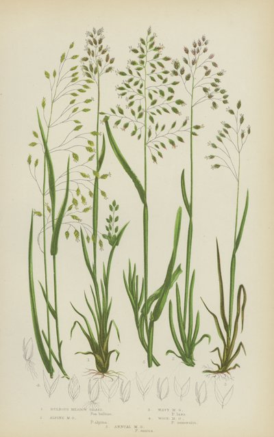 Bulbous Meadow Grass、Alpine Meadow Grass、Wavy Meadow Grass、Wood Meadow Grass、Annual Meadow Grass（カラーリトグラフ版） 作： English School