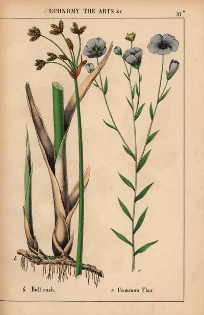 ブル ラッシュまたはホタルブクロ Cyperus と一般的な亜麻の植物で、青い花 Linum usitatissimum.  、「教育的な絵本、または野菜の世界からの教訓」[シャーロット・メアリー・ヤング]、エジンバラより 作： English School