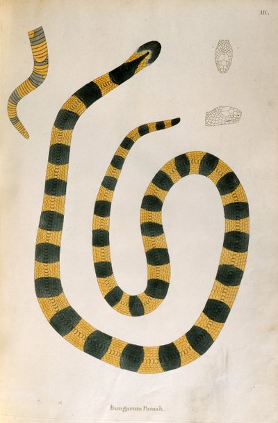 1796年、ロンドンのパトリックラッセルによってコロマンデルの海岸から収集されたインドの蛇の説明からのバンガラムパマヘビ 作： English School