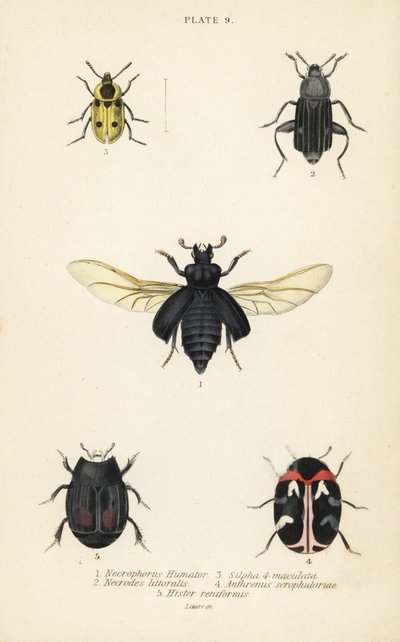 埋没虫、Nicrophorus humator 1、腐肉食虫、Necrodes littoralis 2、Dendroxena quadrimaculata 3、カーペット甲虫、Anthrenus scrophulariae 4、およびHister quadrimaculatus var. 作： English School