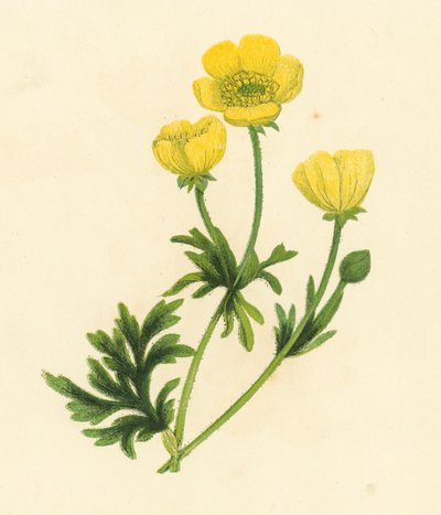 バターカップ（Ranunculus Bulbosus）（カラーリトグラフ 作： English School
