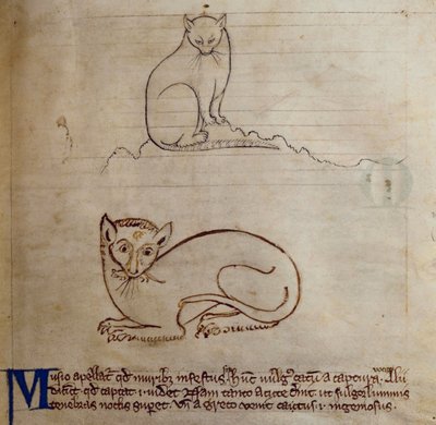 CCA-LitMs - D - 10fol。 11r猫、Bestiaryから 作： English School
