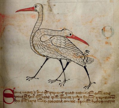 CCA-LitMs - D - 10 fol。 15rコウノトリ、Bestiaryから 作： English School