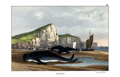 クジラ 作： English School