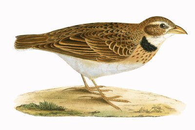 カランドララーク、チャールズロバートブリー（1811-86）による「イギリスの島々では観察されないヨーロッパの鳥の歴史」の図解、1867年発行 作： English School
