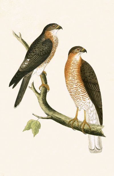 カルカッタスズカホーク、チャールズロバートブリー（1811-86）による「イギリスの島々では観察されないヨーロッパの鳥の歴史」のイラスト、1867年発行 作： English School