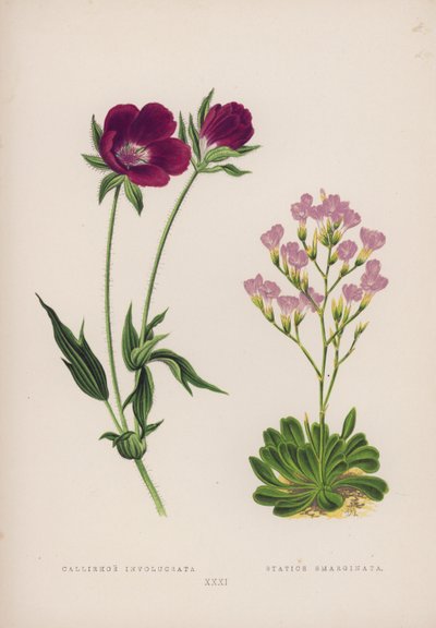 Callirhoe Involucrata; Statice Emarginata (カラーリトグラフ) 作： English School