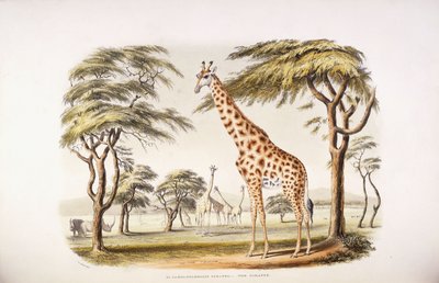 Camelopardalis Giraffa 作： English School