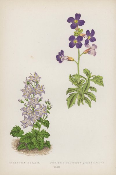 カンパニュラ・ムラリス; Aubrietia Deltoidea B Grandiflora (カラー リソ) 作： English School