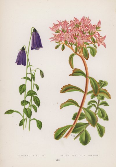Campanula pulla; Sedum pallidum roseum (カラーリトグラフ) 作： English School