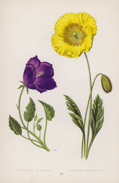 Campanula Turbinata; Papaver Nudicaule (カラーリトグラフ) 作： English School
