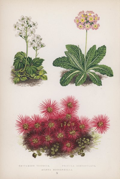 Cardamine Trifolia; Primula Denticulata; Acaena Microphylla（カラーリトグラフ） 作： English School