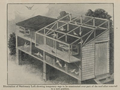 戦争中の伝書鳩、1918年3月 作： English School