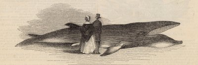デプトフォード桟橋からクジラを捕まえる：クジラ 作： English School