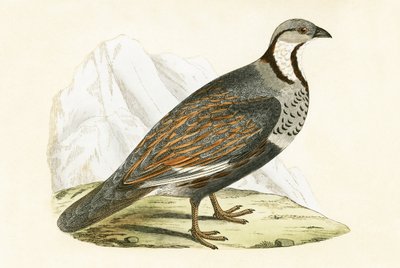 白人のスノーパートリッジ、チャールズロバートブリー（1811-86）による「イギリスの島々では観察されないヨーロッパの鳥の歴史」のイラスト、1867年 作： English School