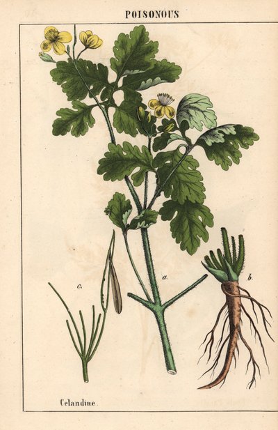 黄色の花と根を示すクサノオウ。   、「教育的な絵本、または野菜の世界からの教訓」[シャーロット・メアリー・ヤング]、エジンバラより 作： English School