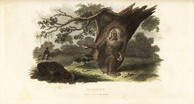 南アフリカで黒人男性に自分の食べ物をからませるチャクマヒヒ 作： English School