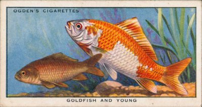 幼魚と成魚、金魚と若魚の色の変化（カラーリトグラフ） 作： English School